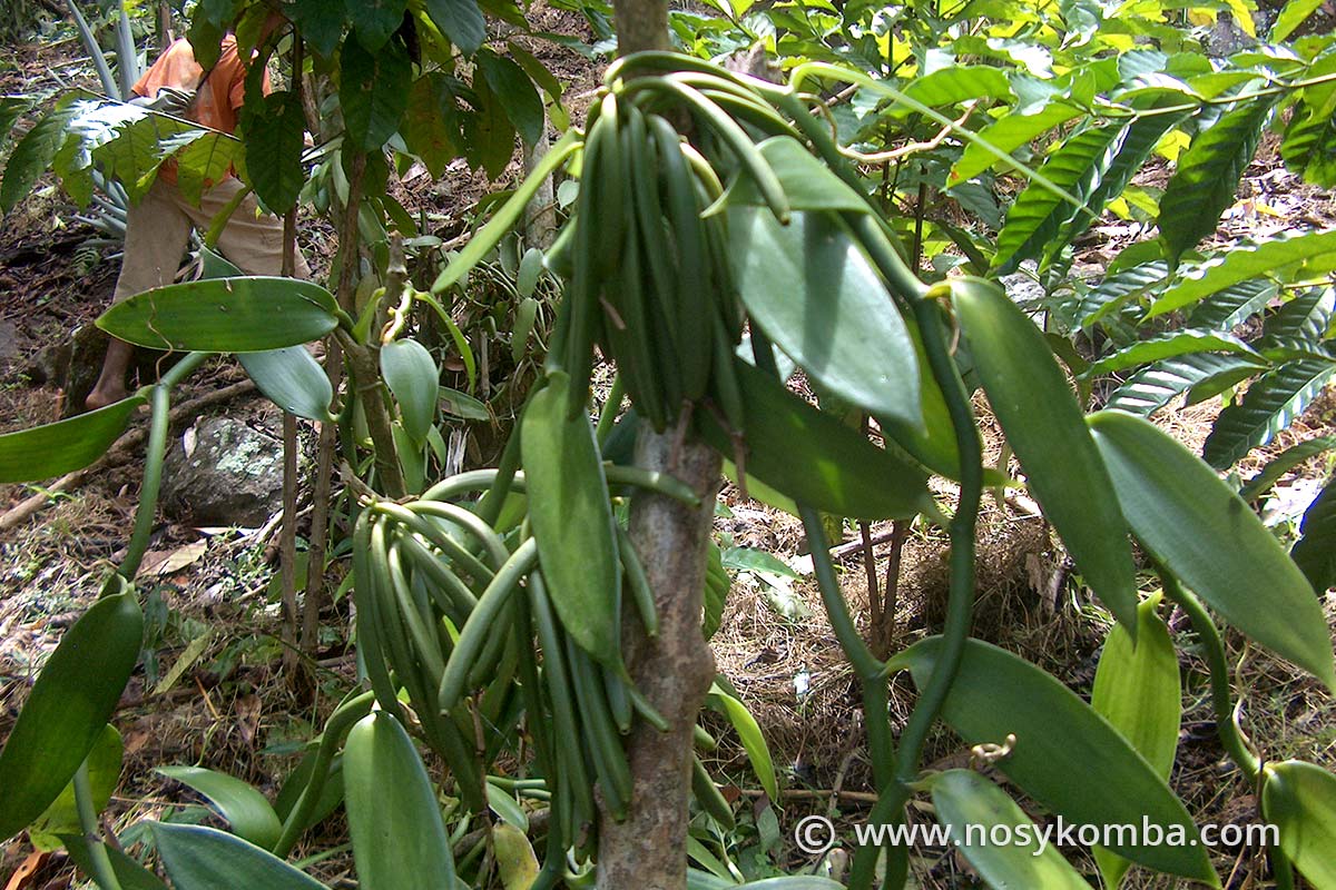La vanille - Vanilla planifolia - Nosy Komba